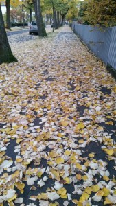 20161029_180654_resized